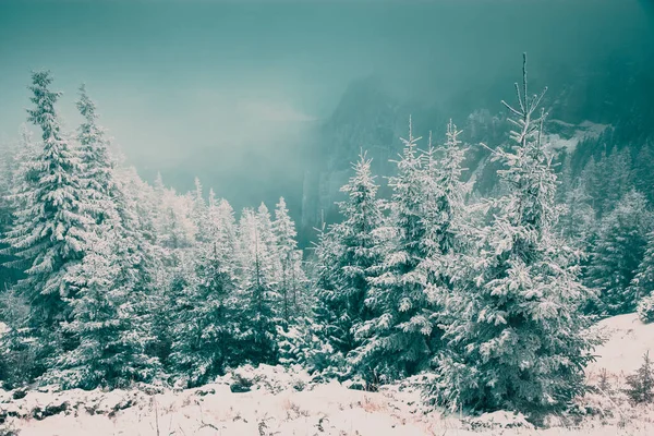 冬季仙境 圣诞背景与在山的雪杉木树 — 图库照片