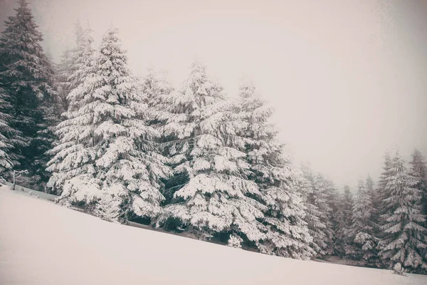 Kerst Achtergrond Van Besneeuwde Winter Landschap Met Sneeuw Vorst Bedekt — Stockfoto