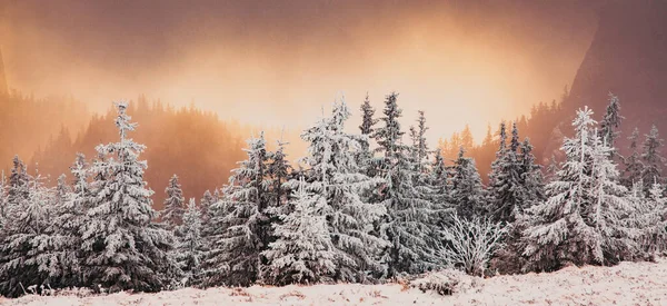 Paisagem Inverno Com Abetos Nevados Nas Montanhas — Fotografia de Stock