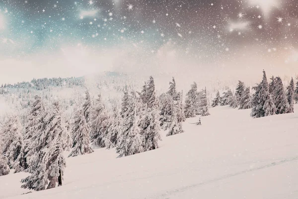 Incrível Inverno País Das Maravilhas Paisagem Com Abetos Nevados — Fotografia de Stock