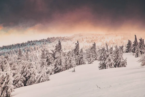 Amazing Winter Wonderland Landscape Snowy Fir Trees — Stock Photo, Image