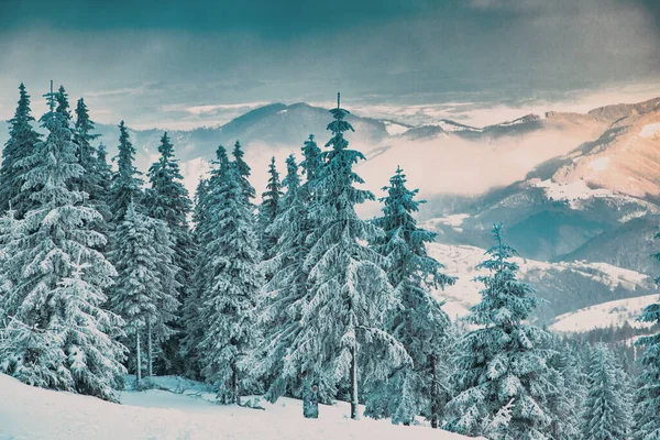 눈덮인 전나무들로 뒤덮인 놀라운 이로운 — 스톡 사진