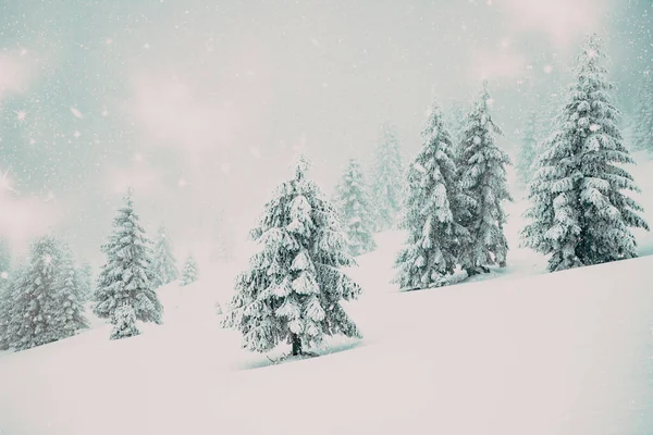 Magiczny Zimowy Krajobraz Śnieżnymi Jodłami — Zdjęcie stockowe