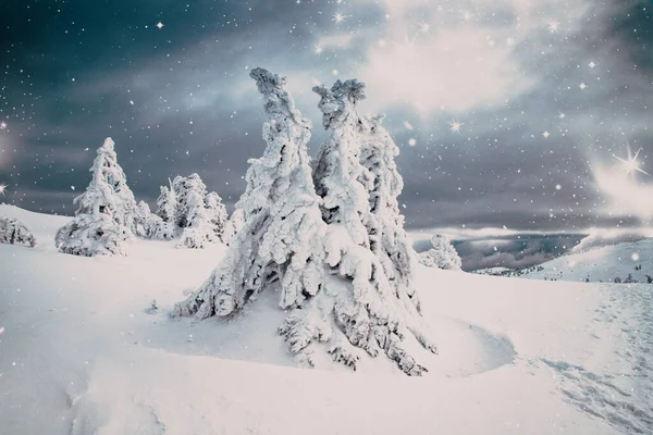 Paisagem Mágica Inverno Com Abetos Nevados — Fotografia de Stock