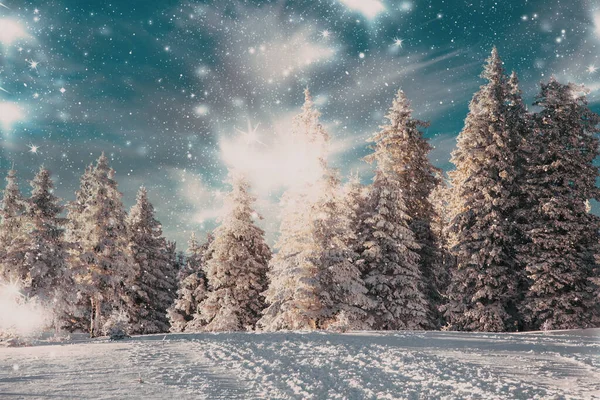 Amazing Winter Wonderland Landscape Snowy Fir Trees — Stock Photo, Image