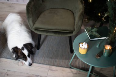 Noel zamanı evde sevimli beyaz köpek