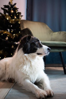 Noel zamanı evde sevimli beyaz köpek