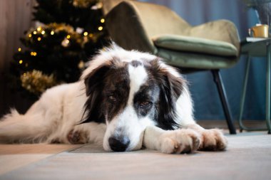 Noel zamanı evde sevimli beyaz köpek