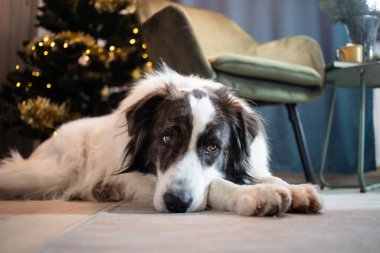Noel zamanı evde sevimli beyaz köpek