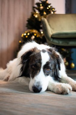 Noel zamanı evde sevimli beyaz köpek