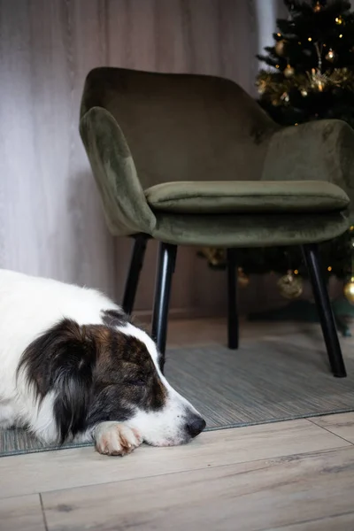 Cute White Dog Christmas Time Home — 图库照片