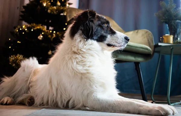Cute White Dog Christmas Time Home — 图库照片