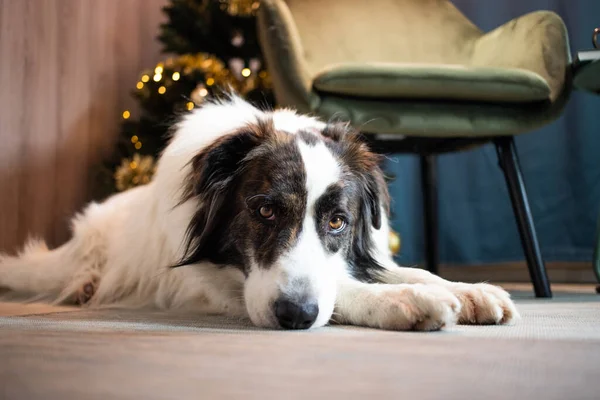 Noel zamanı evde sevimli beyaz köpek