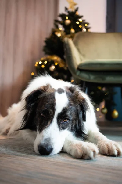 Lindo Perro Blanco Navidad Casa — Foto de Stock