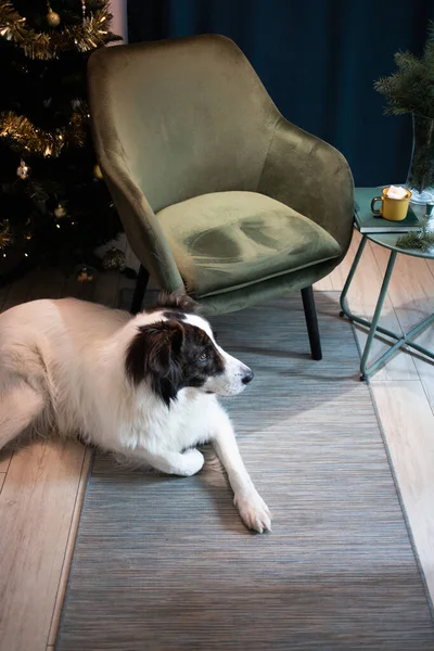 Noel zamanı evde sevimli beyaz köpek