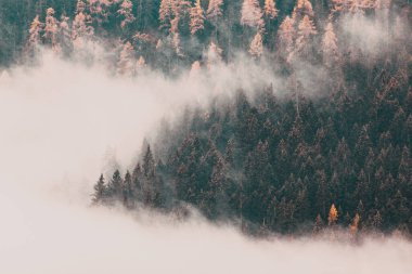 Çam ağaçlarıyla kaplı sisli sonbahar manzarası