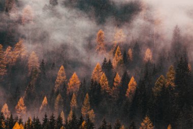 Çam ağaçlarıyla kaplı sisli sonbahar manzarası