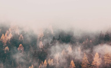 Çam ağaçlarıyla kaplı sisli sonbahar manzarası