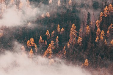 Çam ağaçlarıyla kaplı sisli sonbahar manzarası