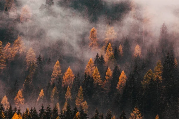 Çam ağaçlarıyla kaplı sisli sonbahar manzarası