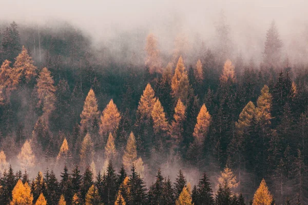 Niebla Paisaje Otoñal Con Pinos — Foto de Stock