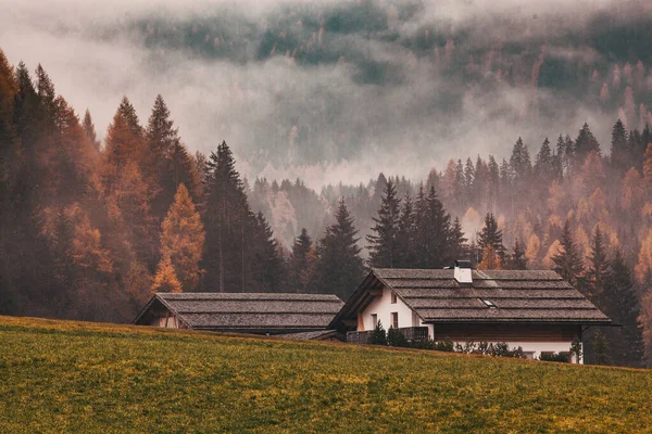 Туманный Осенний Пейзаж Соснами — стоковое фото