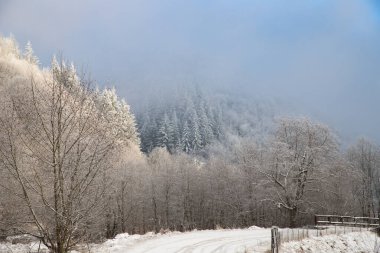 Ağaçlar kış sabahının erken saatlerinde kırağı kaplamıştı.