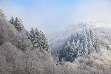 Ağaçlar kış sabahının erken saatlerinde kırağı kaplamıştı.