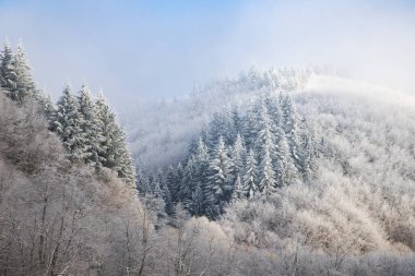 Ağaçlar kış sabahının erken saatlerinde kırağı kaplamıştı.