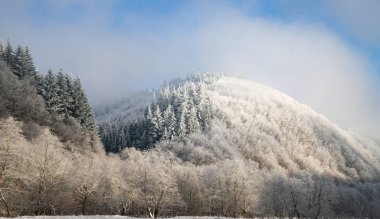 Ağaçlar kış sabahının erken saatlerinde kırağı kaplamıştı.