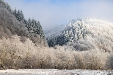 Ağaçlar kış sabahının erken saatlerinde kırağı kaplamıştı.