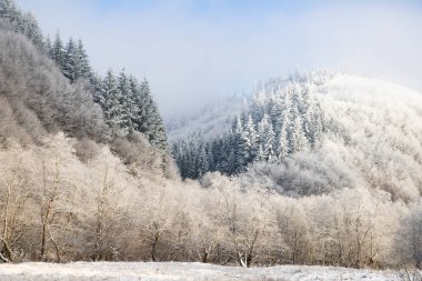 Ağaçlar kış sabahının erken saatlerinde kırağı kaplamıştı.