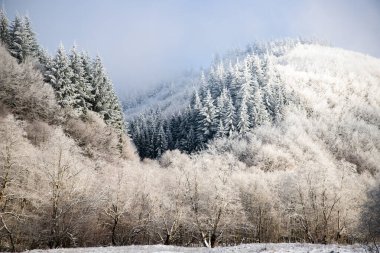 Ağaçlar kış sabahının erken saatlerinde kırağı kaplamıştı.