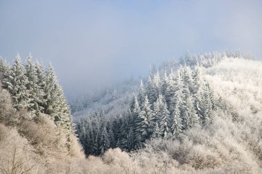 Ağaçlar kış sabahının erken saatlerinde kırağı kaplamıştı.