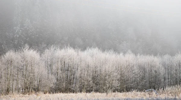 Trees Covered Hoarfrost Early Winter Morning — Fotografia de Stock