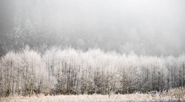 Trees Covered Hoarfrost Early Winter Morning — Fotografia de Stock