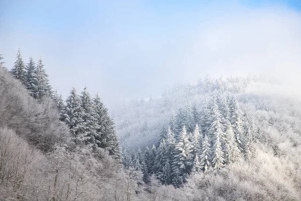 Bomen Bedekt Met Hevige Vorst Vroege Winterochtend — Stockfoto