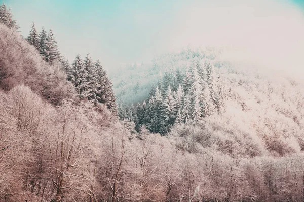 Trees Covered Hoarfrost Early Winter Morning — Stock Photo, Image