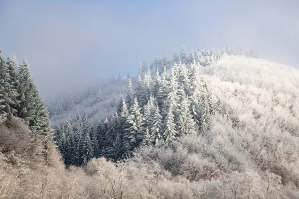 Bomen Bedekt Met Hevige Vorst Vroege Winterochtend — Stockfoto