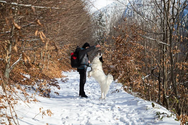 Hombre Perro Blanco Trekking Las Montañas Invierno —  Fotos de Stock