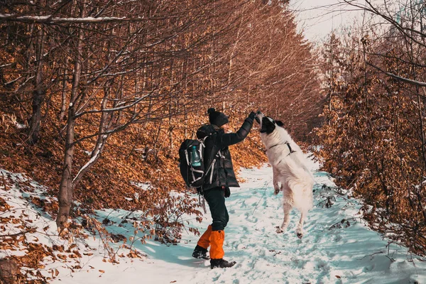 Woman White Dog Trekking Winter Mountains — 图库照片