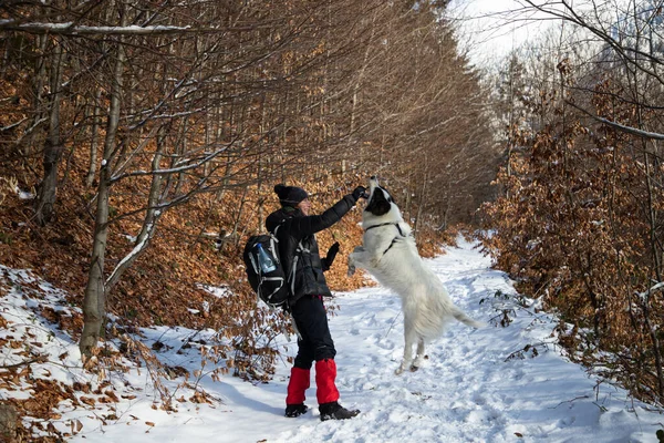 Woman White Dog Trekking Winter Mountains — Stok fotoğraf