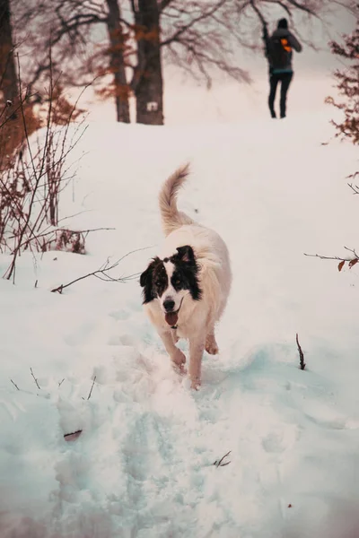 Hombre Perro Blanco Trekking Las Montañas Invierno —  Fotos de Stock