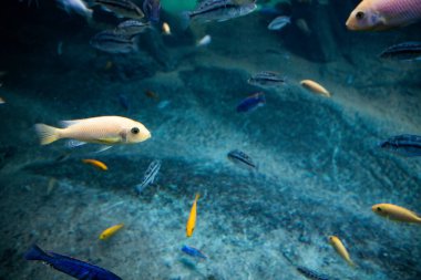 fish swimming underwater clear blue ocean