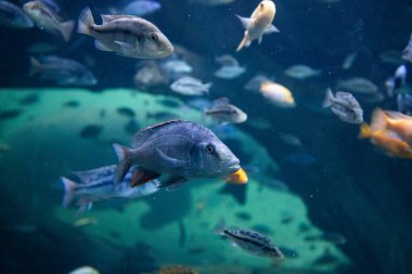 fish swimming underwater clear blue ocean