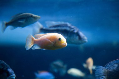 fish swimming underwater clear blue ocean
