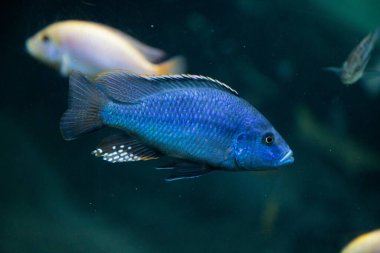 fish swimming underwater clear blue ocean