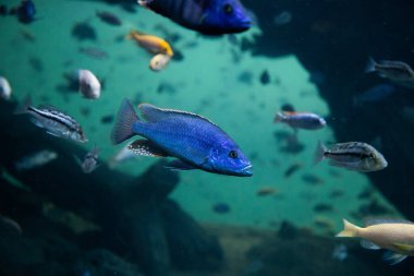 fish swimming underwater clear blue ocean