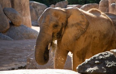 VALENCIA , SPAIN - DECEMBER 9, 2021: elephants in Valencia Biopark Spain