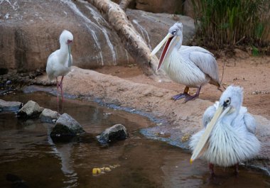 VALENCIA , SPAIN - DECEMBER 9, 2021:pelicans in Valencia Biopark Spain